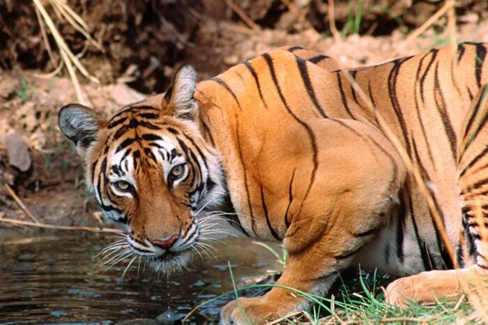 Golden Triangle with Ranthambore 7 Days Tour